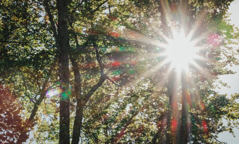 The image captures a serene and magical forest scene. Sunlight filters through the dense canopy of trees, creating stunning rays of light that pierce through the foliage. The sun's rays are accentuated by colorful lens flares, adding a vibrant and ethereal touch to the atmosphere. The tree trunks stand tall and strong, their branches stretching outwards, forming a beautiful green canopy overhead. This enchanting scene evokes a sense of tranquility and natural beauty, transporting the viewer into a peaceful woodland paradise.